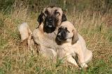 KANGAL 104